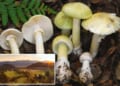 Poison mushroom outbreak hits exclusive enclave in California Wine Country