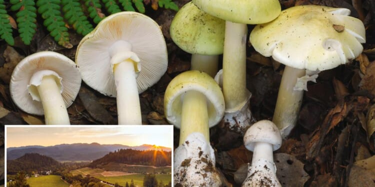 Poison mushroom outbreak hits exclusive enclave in California Wine Country