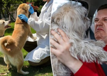 Oral spray may cure smelly dog breath for good: scientists
