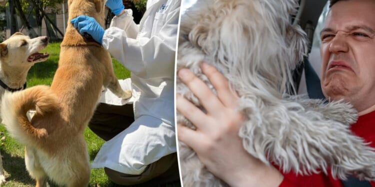 Oral spray may cure smelly dog breath for good: scientists