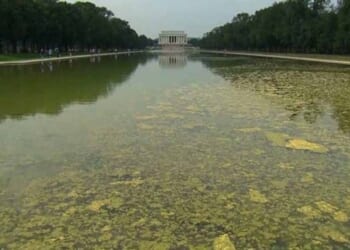 Mr. Science Says the Blue Reflecting Pool Will Just Support Even Greater Algae Growth – Twitchy