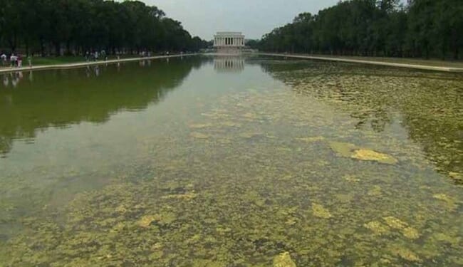 Mr. Science Says the Blue Reflecting Pool Will Just Support Even Greater Algae Growth – Twitchy