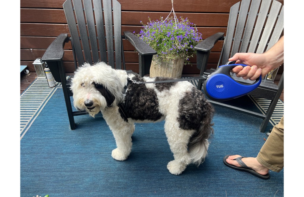 Mini-Sheepadoodle dog named Lucy with leash on harness from Chewy. 